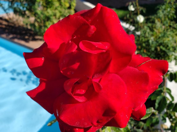Tucson Red Rose